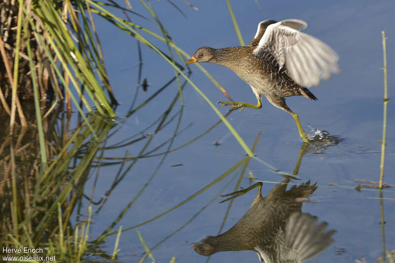 Spotted CrakeFirst year, Flight, Behaviour