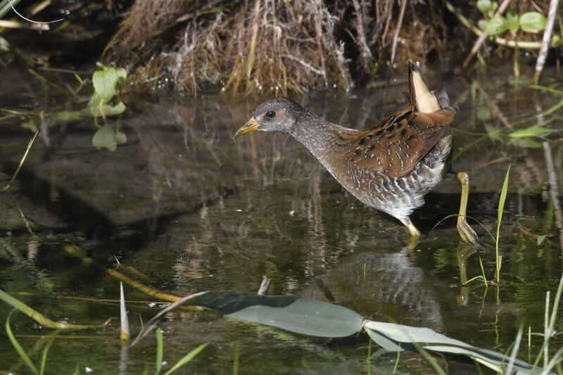 Marouette ponctuéeadulte, identification