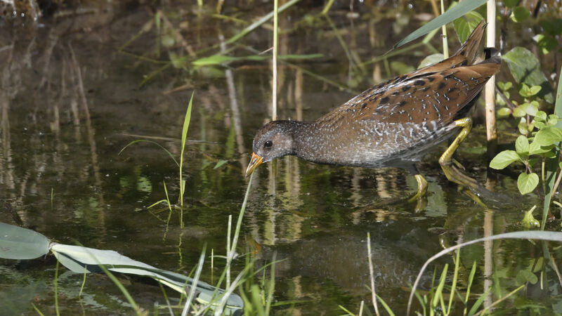 Spotted Crakeadult, identification