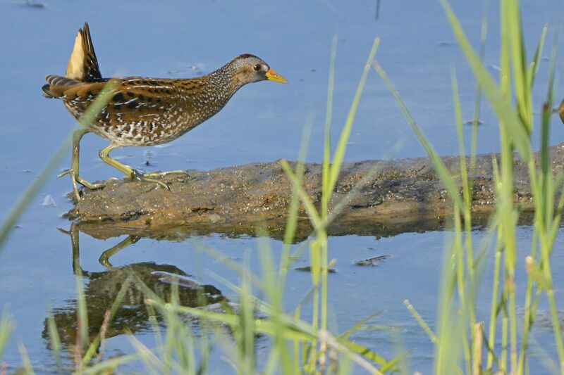 Spotted Crakeadult, identification