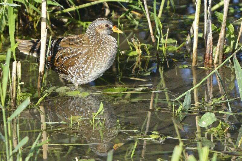 Spotted Crake