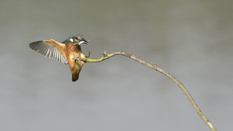 Common Kingfisher