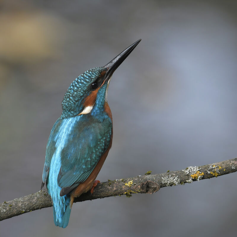 Martin-pêcheur d'Europe mâle adulte, identification