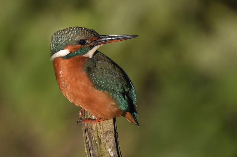 Common Kingfisher female immature, identification