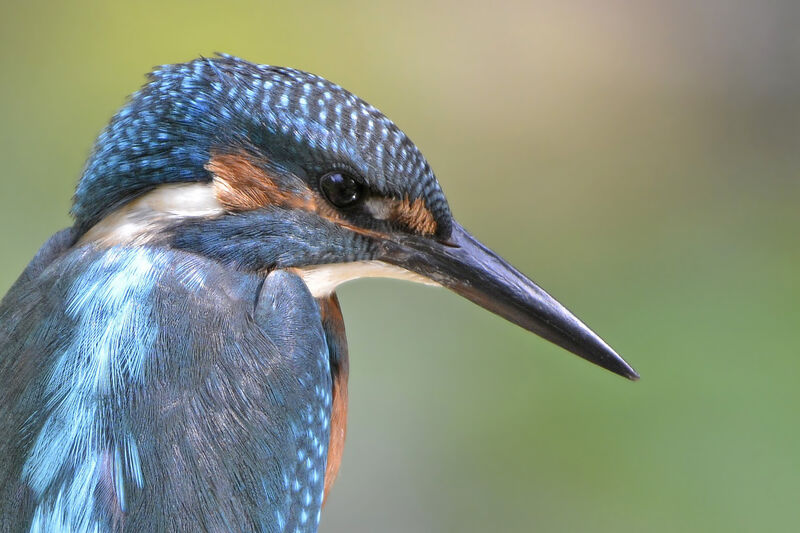 Martin-pêcheur d'Europe