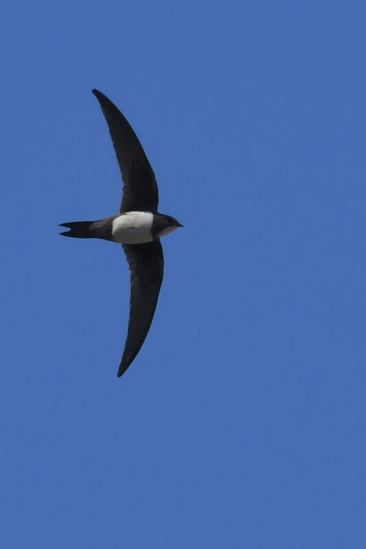 Martinet à ventre blancadulte, identification