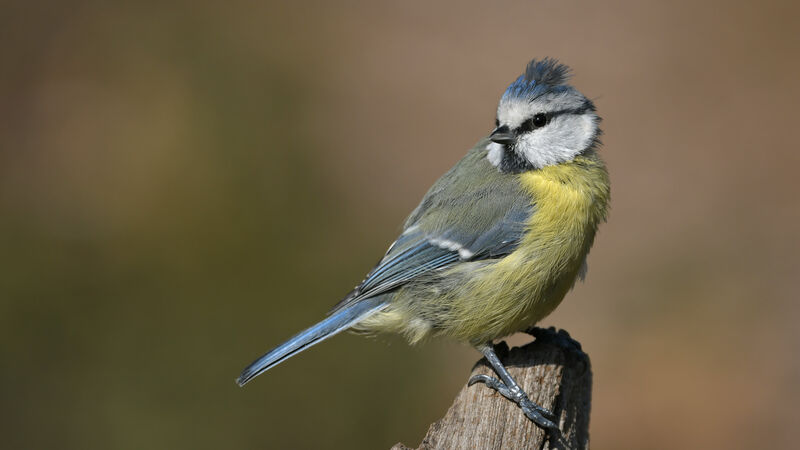 Eurasian Blue Titadult, identification