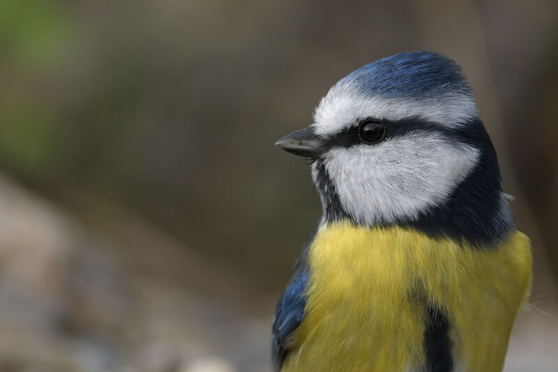 Eurasian Blue Titadult, close-up portrait