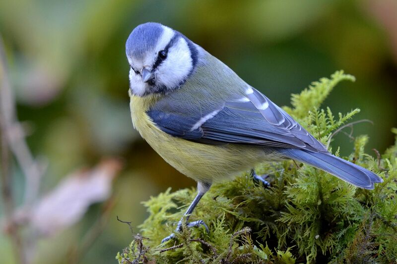 Eurasian Blue Tit, identification