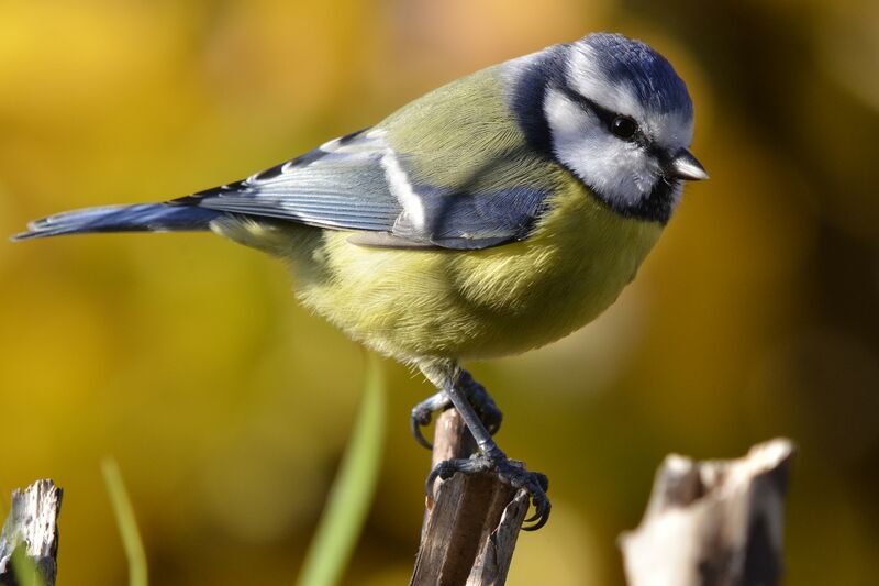 Eurasian Blue Tit, identification