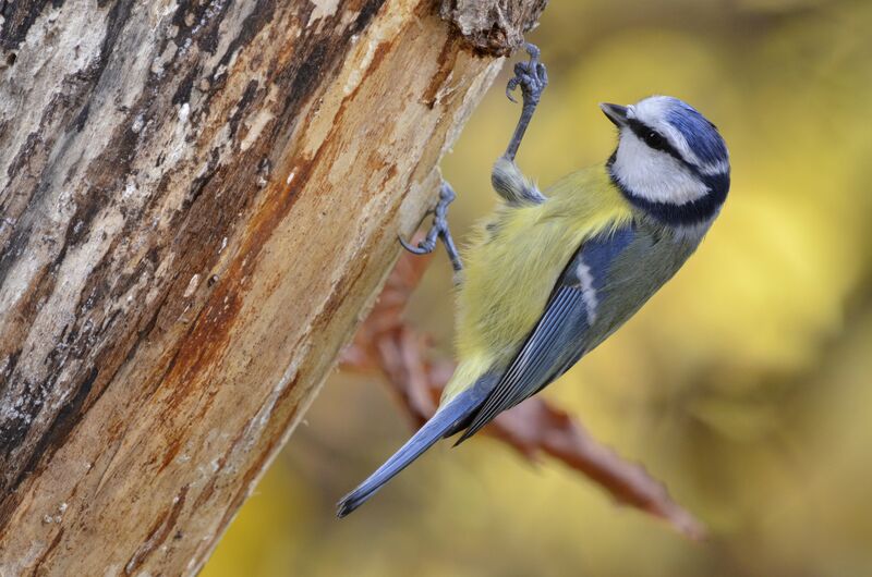 Eurasian Blue Tit, identification