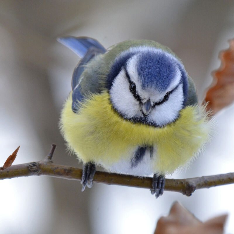 Eurasian Blue Tit, identification