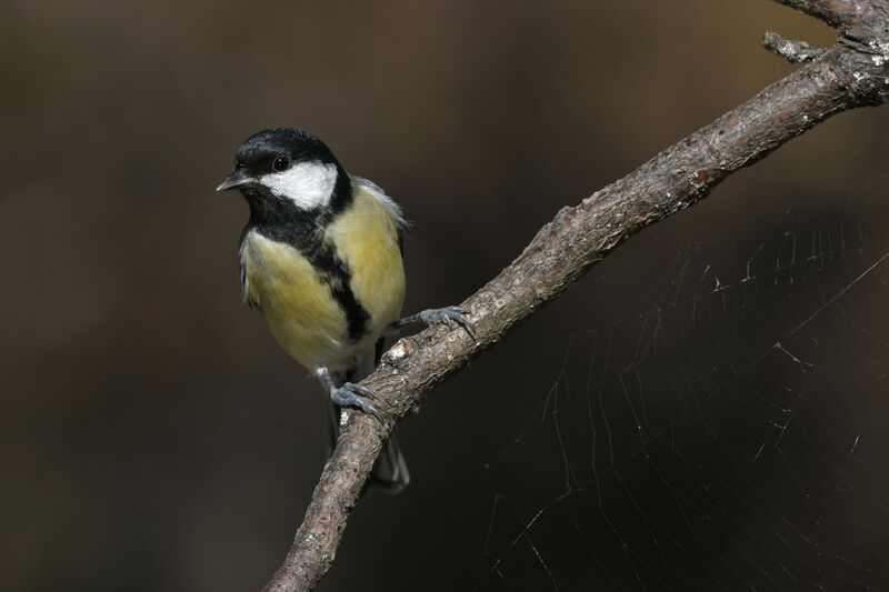 Mésange charbonnière femelle adulte, identification