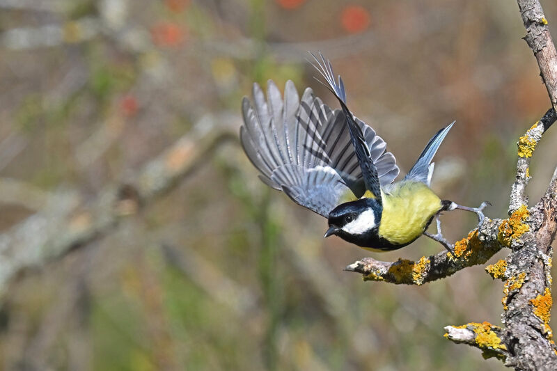 Mésange charbonnièreadulte, Vol