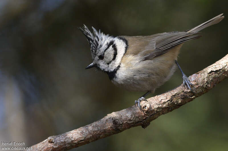 Crested Titadult, identification