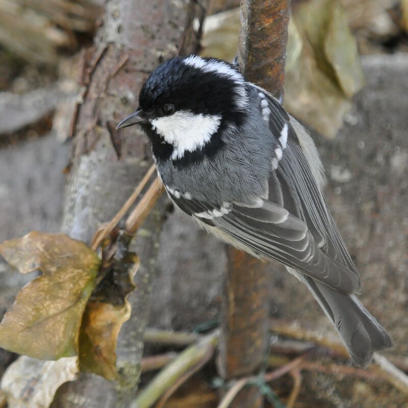 Coal Tit, identification