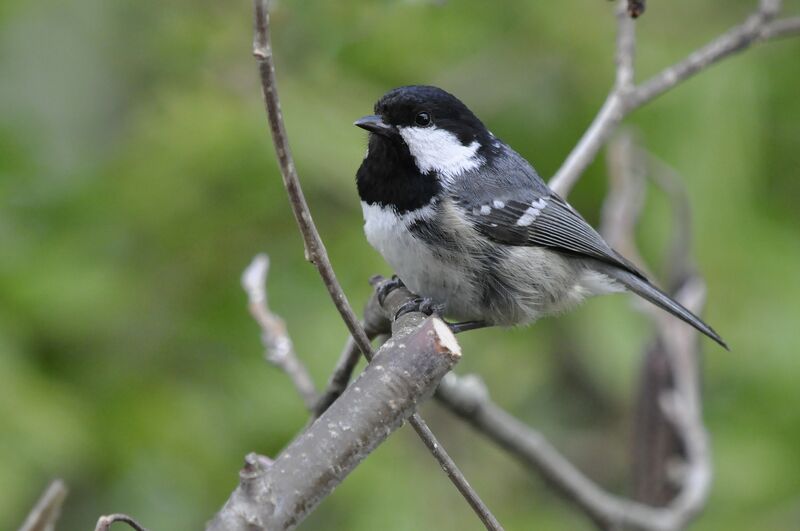 Mésange noire, identification