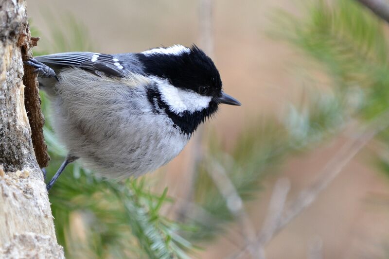 Coal Tit, identification