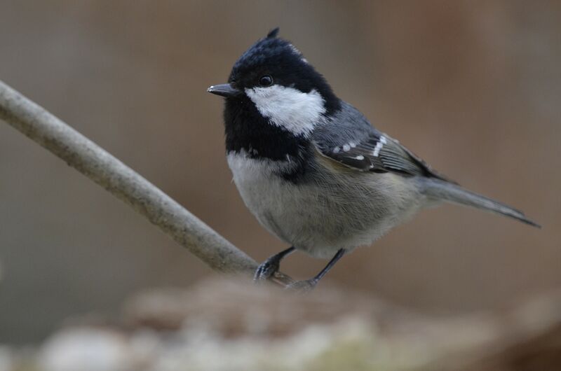 Coal Tit, identification