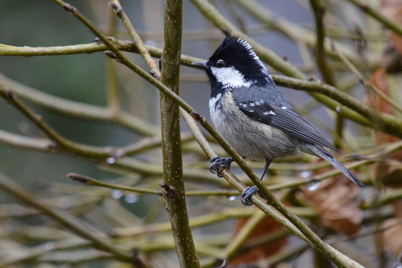 Mésange noire, identification