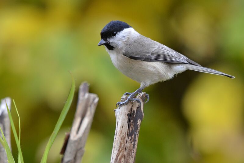 Marsh Tit, identification