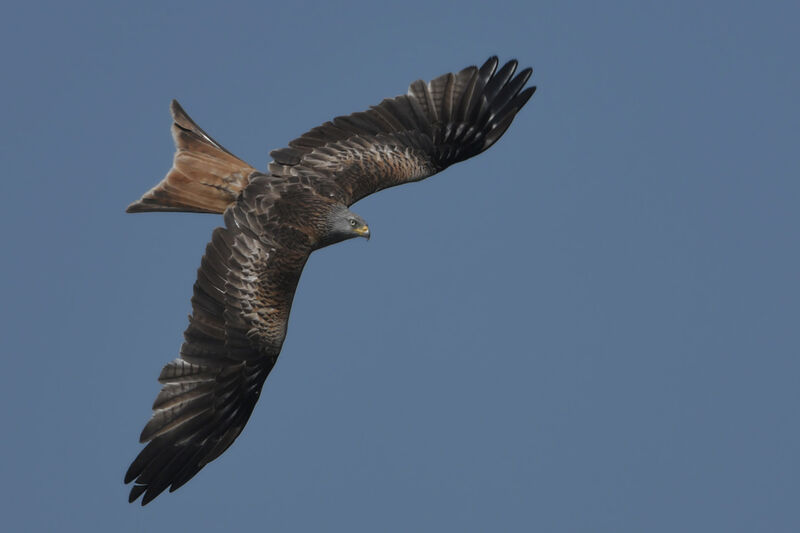 Red Kiteadult, identification