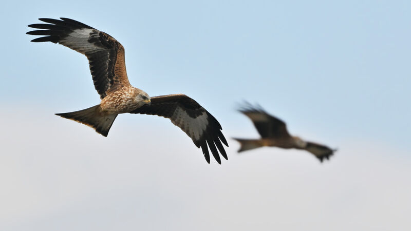 Red Kitejuvenile, identification