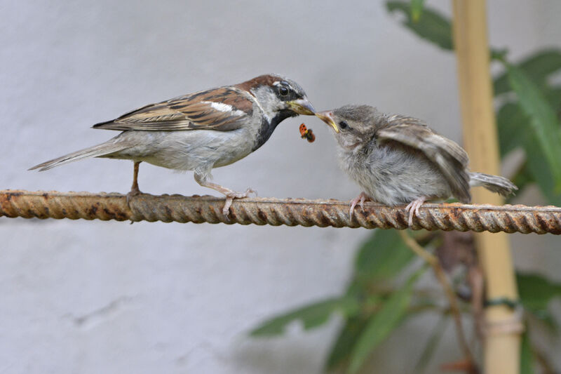 House Sparrow, Behaviour