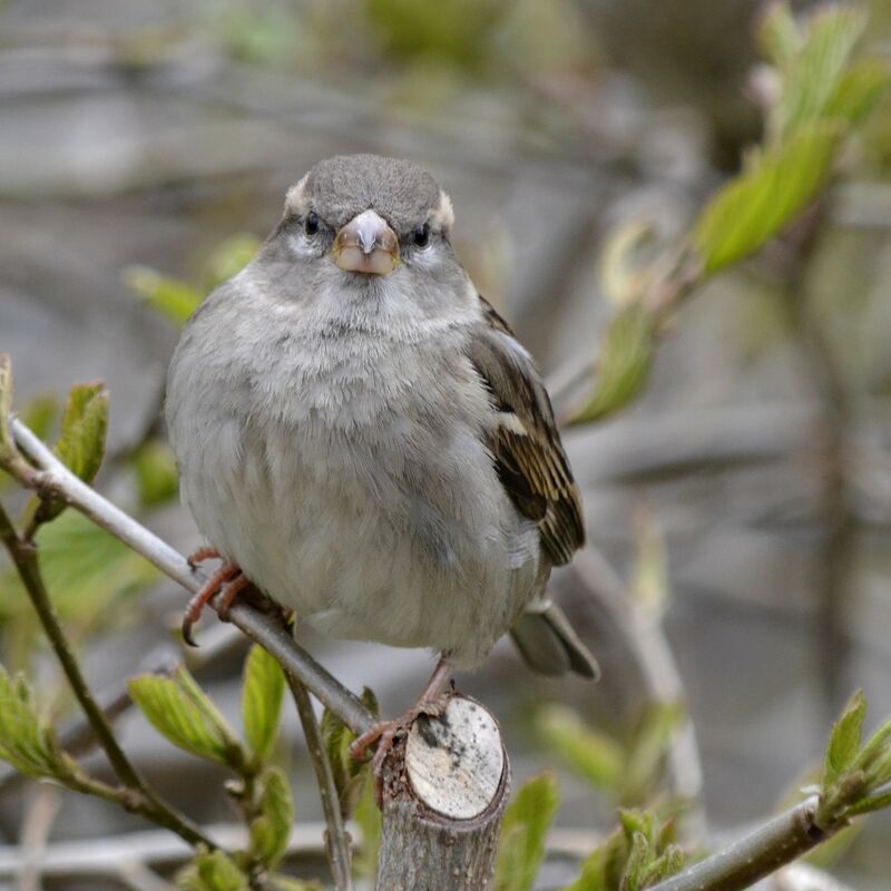 Moineau domestique