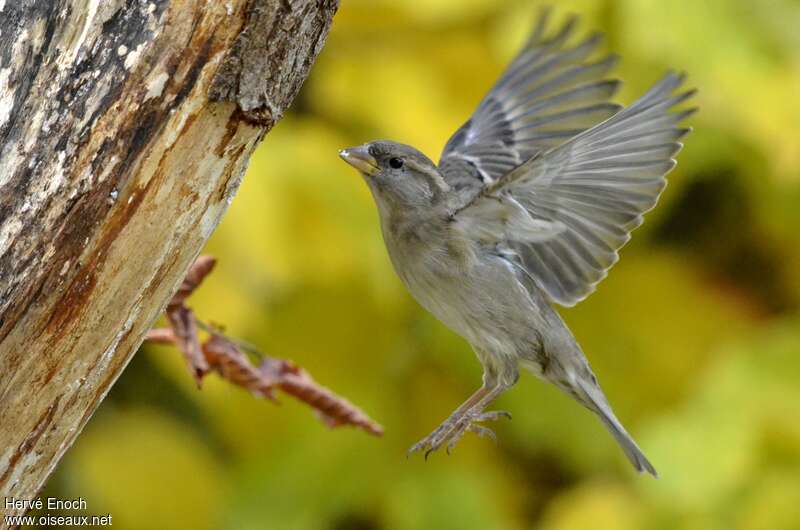 Moineau domestique femelle adulte, Vol