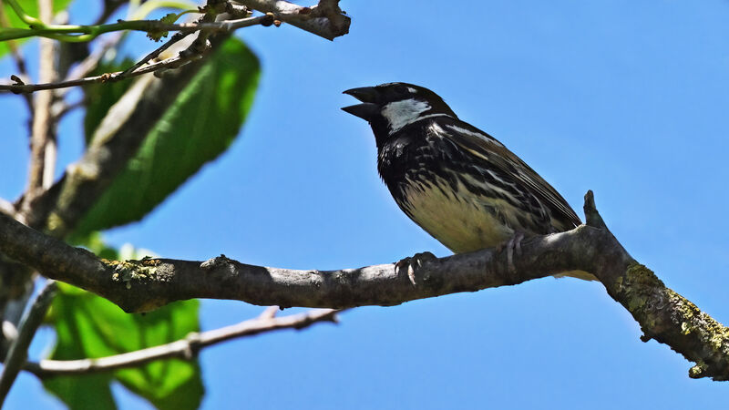 Moineau espagnol mâle adulte nuptial, identification