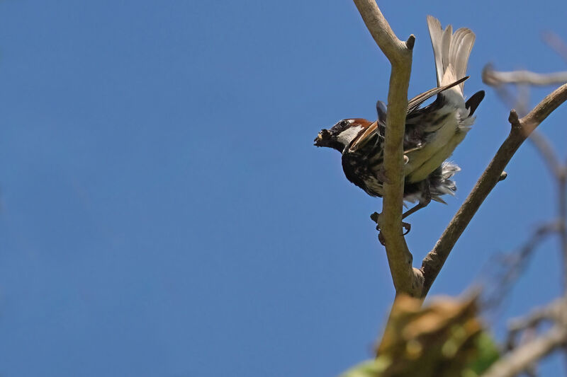 Moineau espagnol mâle adulte nuptial