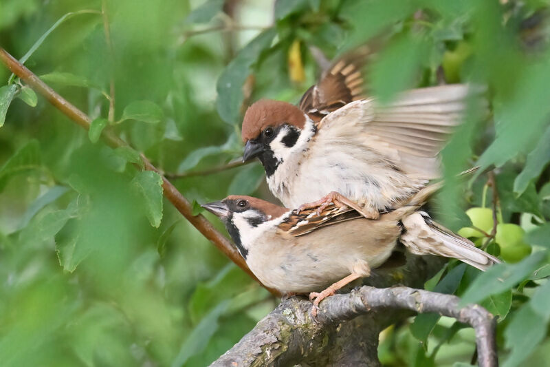 Eurasian Tree Sparrowadult breeding, mating.