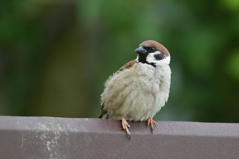 Moineau friquetadulte, identification