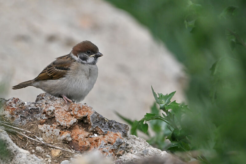 Moineau friquetjuvénile, identification