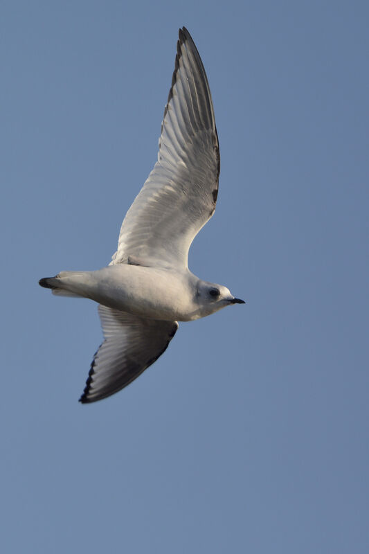 Ross's GullSecond year, Flight