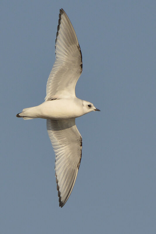 Ross's GullSecond year, identification