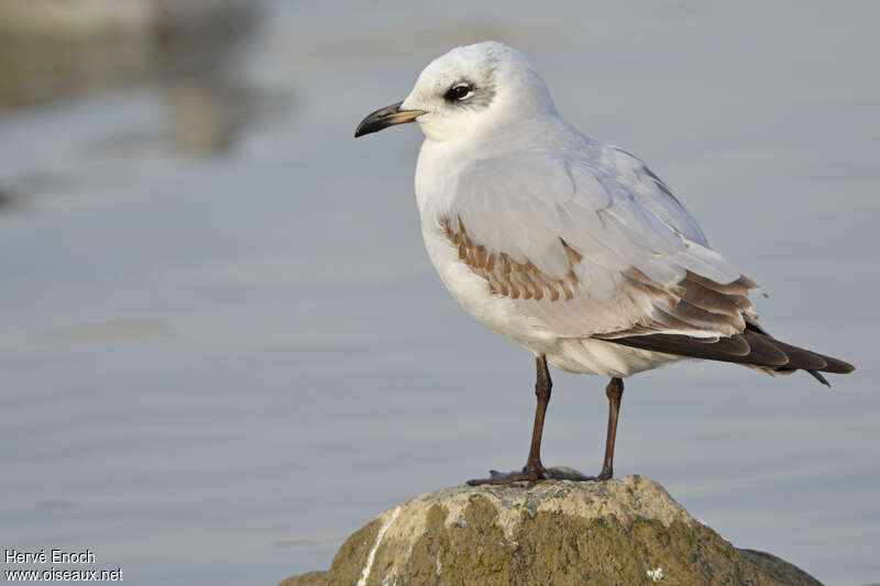 Mouette mélanocéphale2ème année, identification