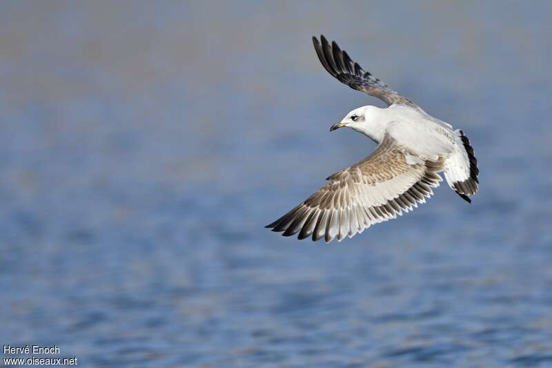 Mediterranean GullSecond year, identification