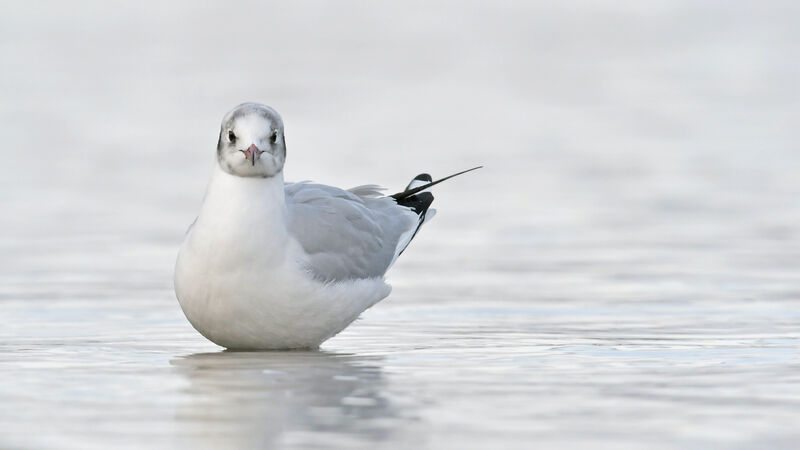 Mouette rieuseadulte internuptial