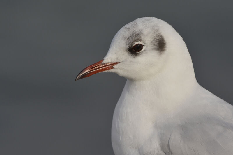 Mouette rieuseadulte internuptial, identification