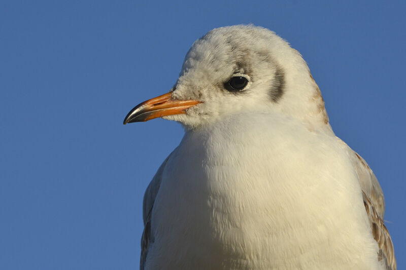 Mouette rieuseimmature