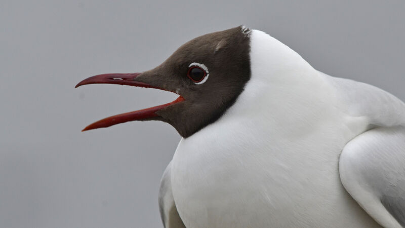 Black-headed Gulladult breeding, identification