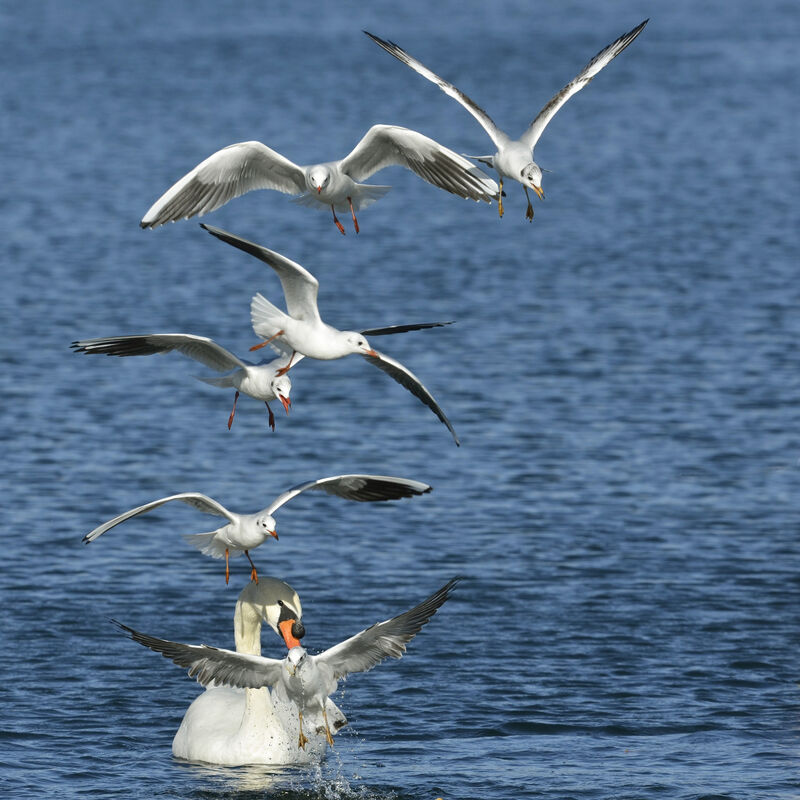 Black-headed Gull