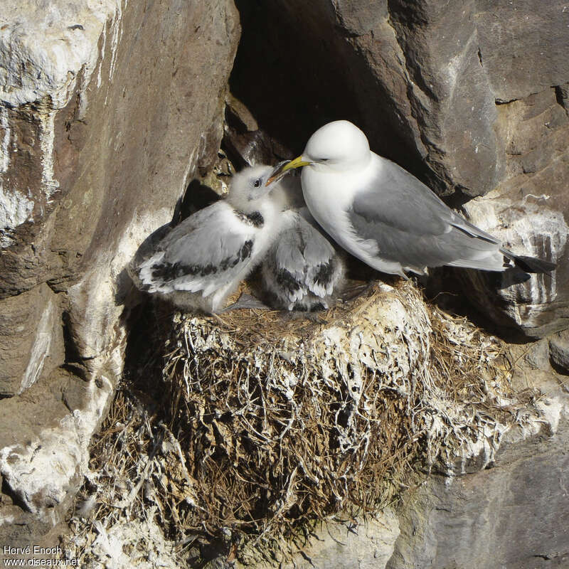 Black-legged Kittiwake, habitat, Reproduction-nesting, Behaviour