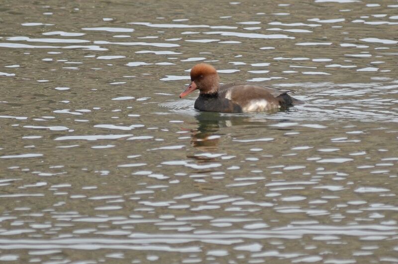 Red-crested Pochard male adult