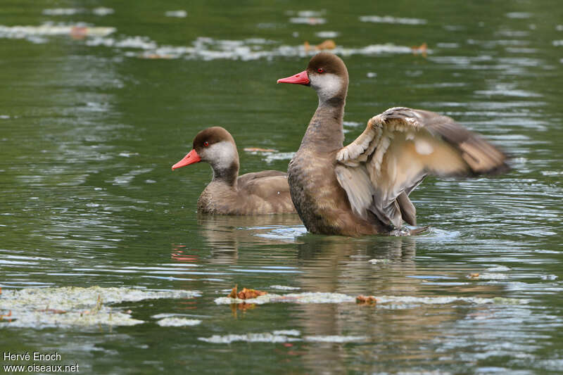 Red-crested Pochard male adult post breeding, identification