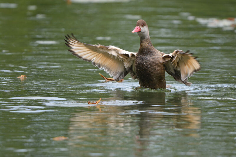 Red-crested Pochard male adult post breeding, identification