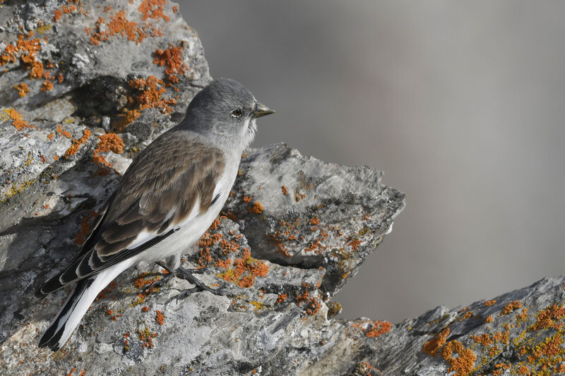 Niverolle alpineadulte internuptial, identification