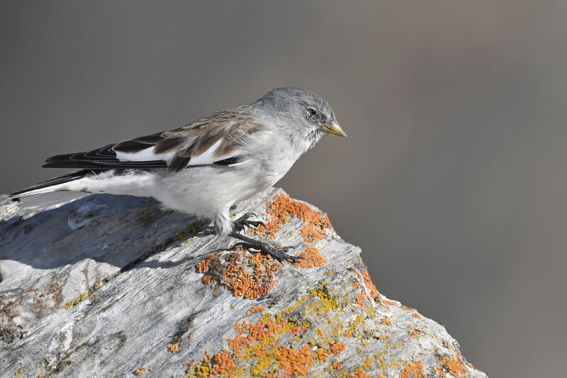 Niverolle alpineadulte internuptial, identification